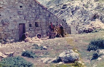 Sheep Shearing Tresviso 1977